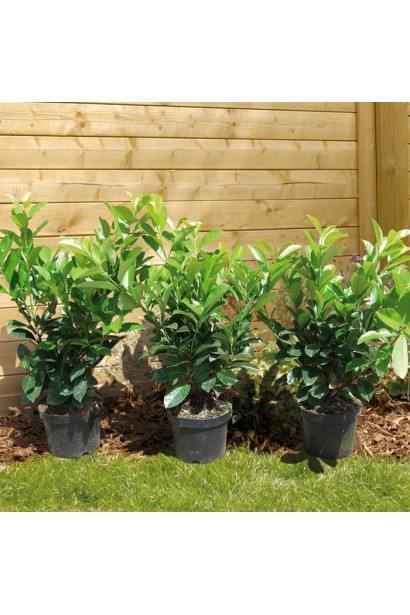 Лавровишня лікарська Новіта саджанці в контейнерах